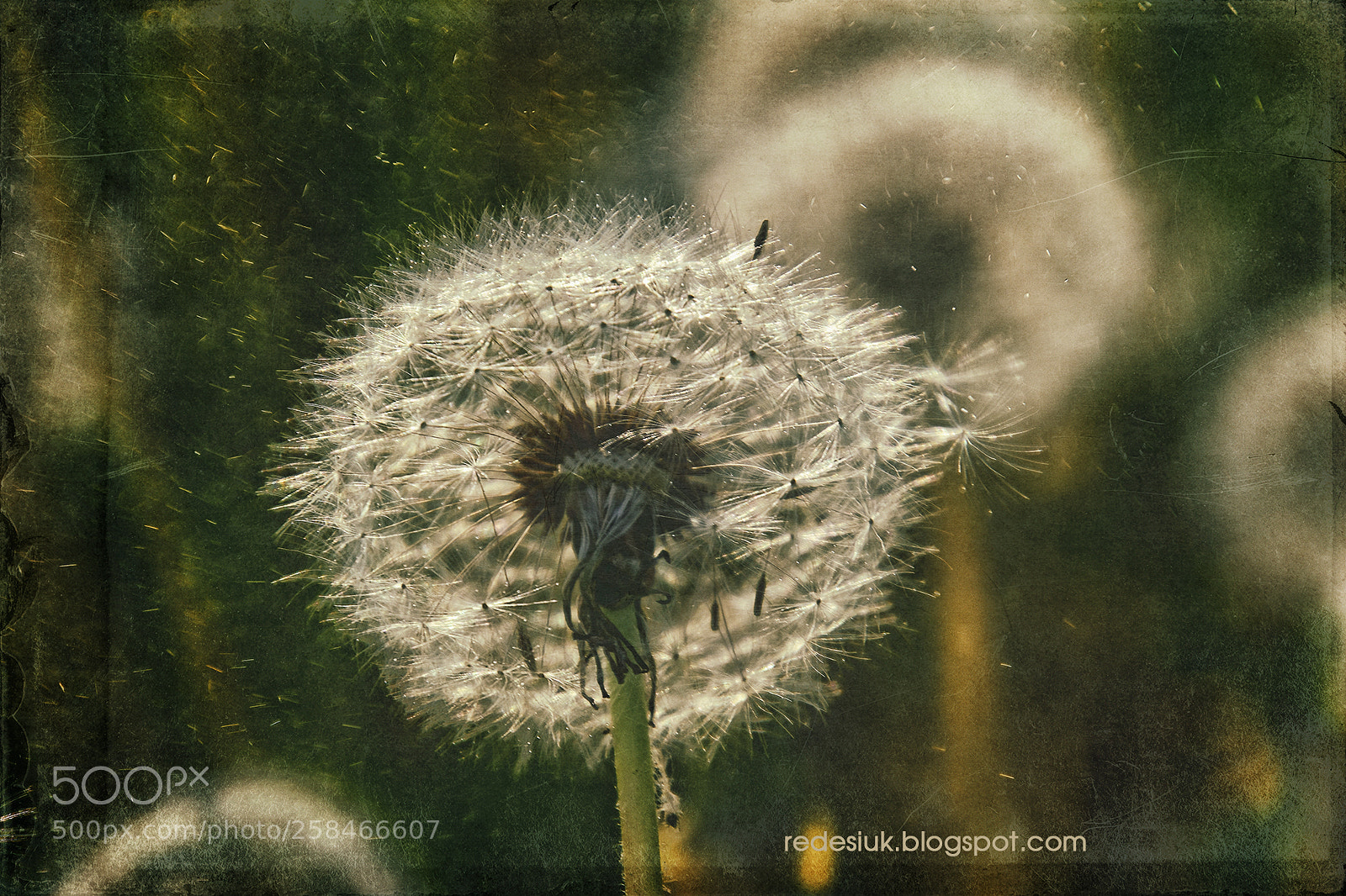 Nikon D5500 sample photo. Copy art photography
