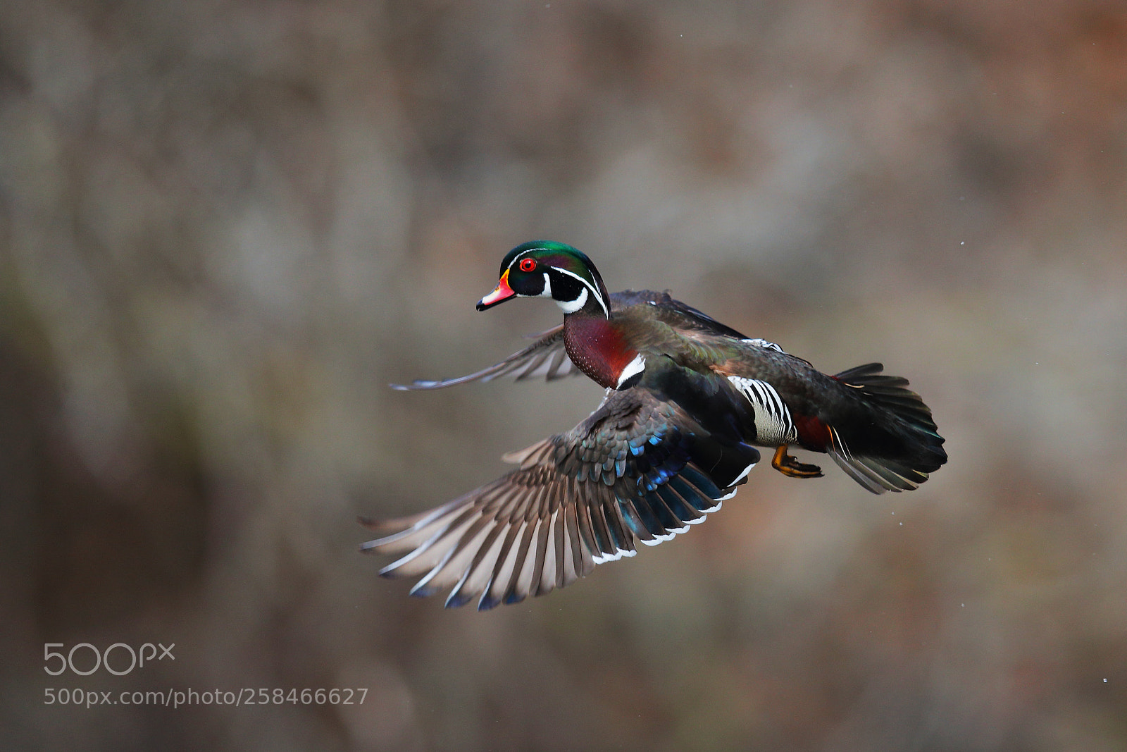 Canon EOS-1D X Mark II sample photo. Ｗood duck photography