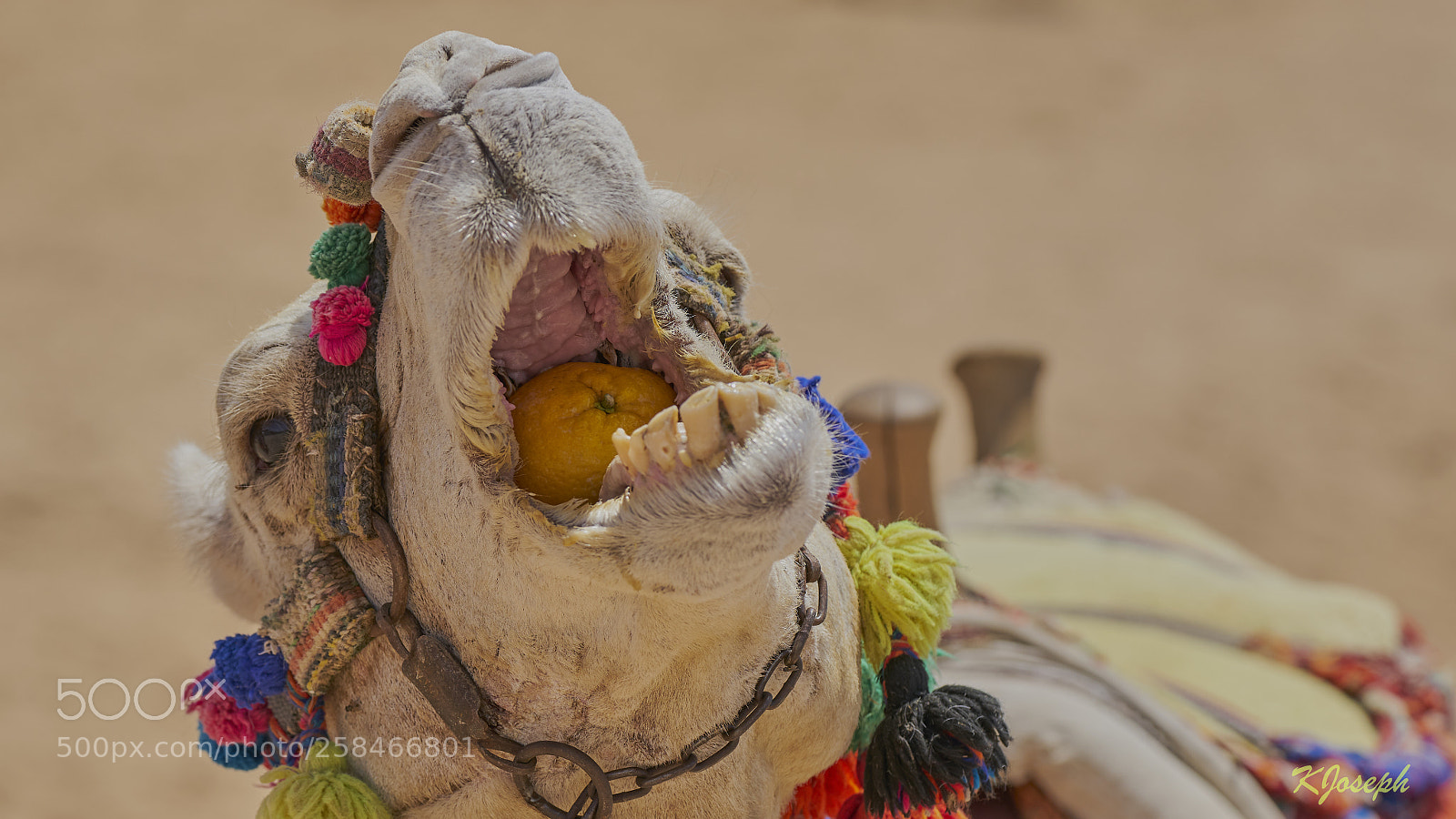 Sony a7R II sample photo. Camel. photography
