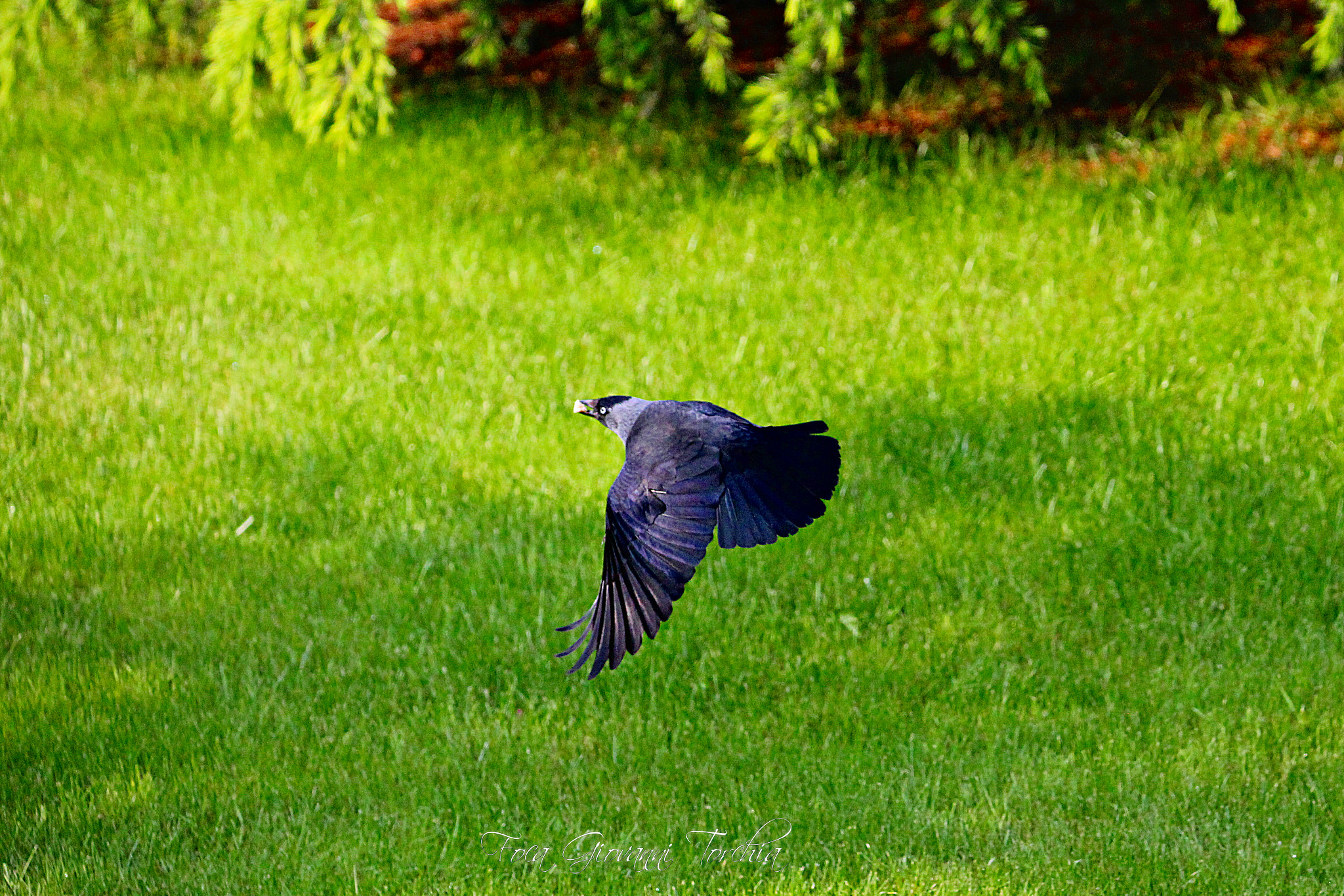 Sigma 150-600mm F5-6.3 DG OS HSM | C sample photo. Corvus monedula - taccola photography