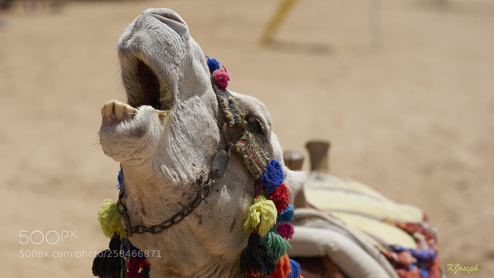 Sony a7R II sample photo. Camel. photography
