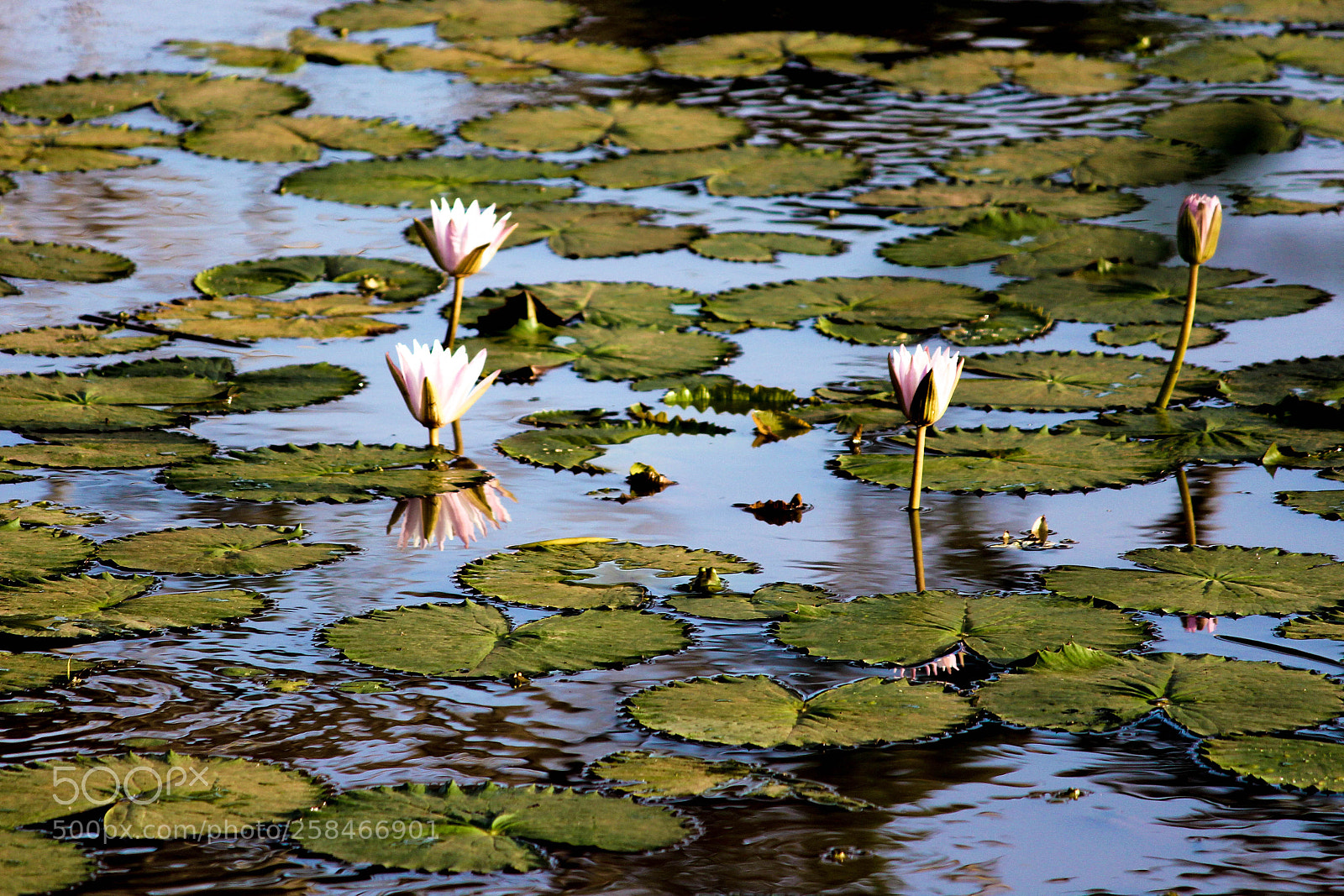 Canon EOS 650D (EOS Rebel T4i / EOS Kiss X6i) sample photo. Lotus blossom photography
