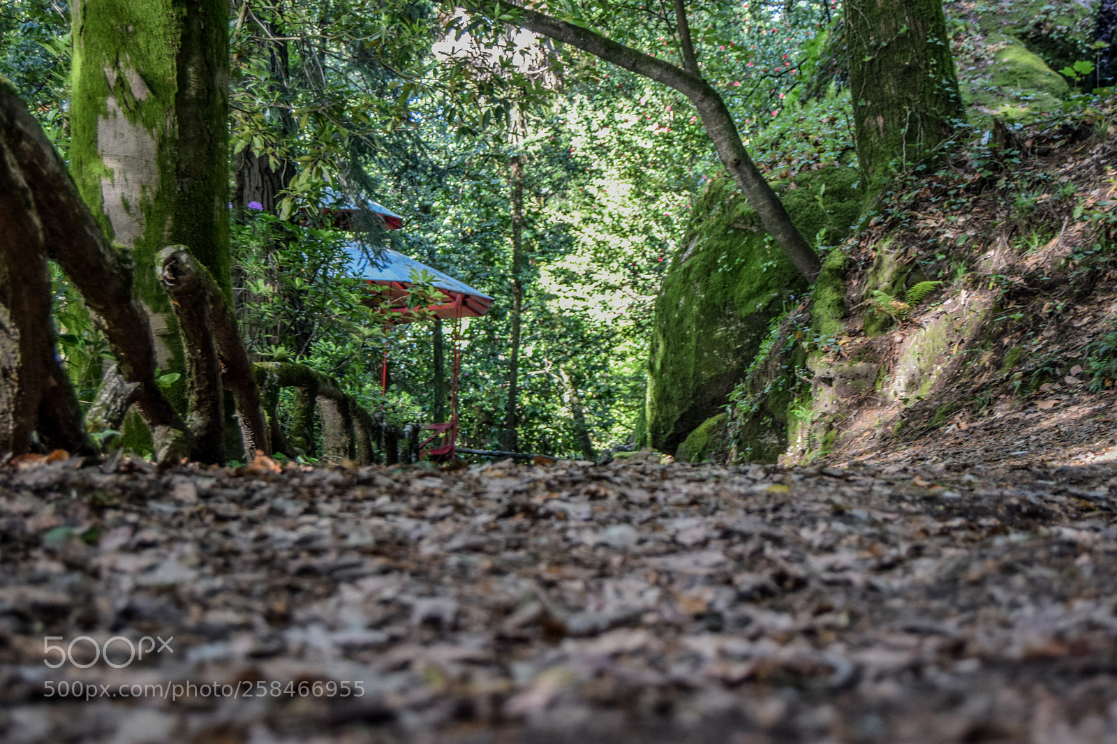 Nikon D3300 sample photo. On the ground photography