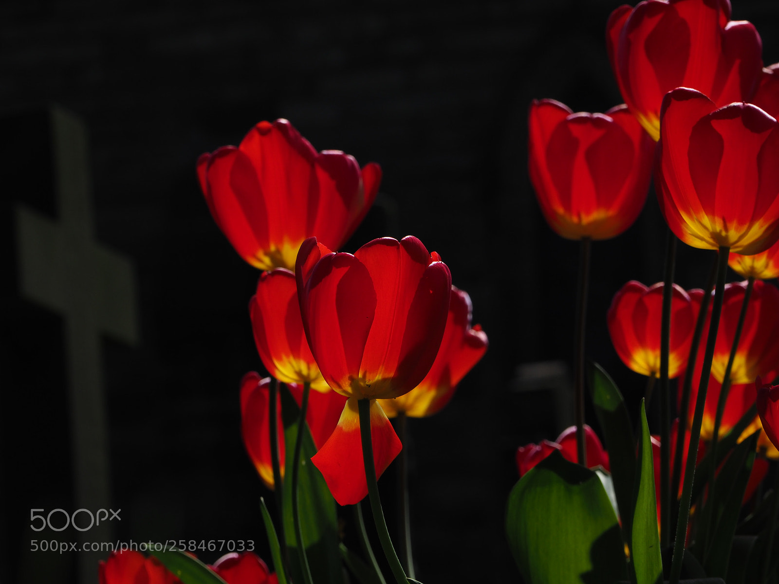 Olympus OM-D E-M1 Mark II sample photo. Churchyard tulips photography