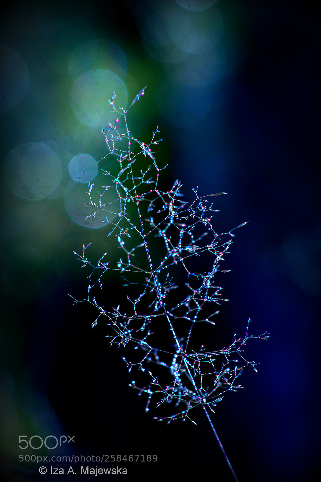 Canon EOS 40D sample photo. Navy blue photography