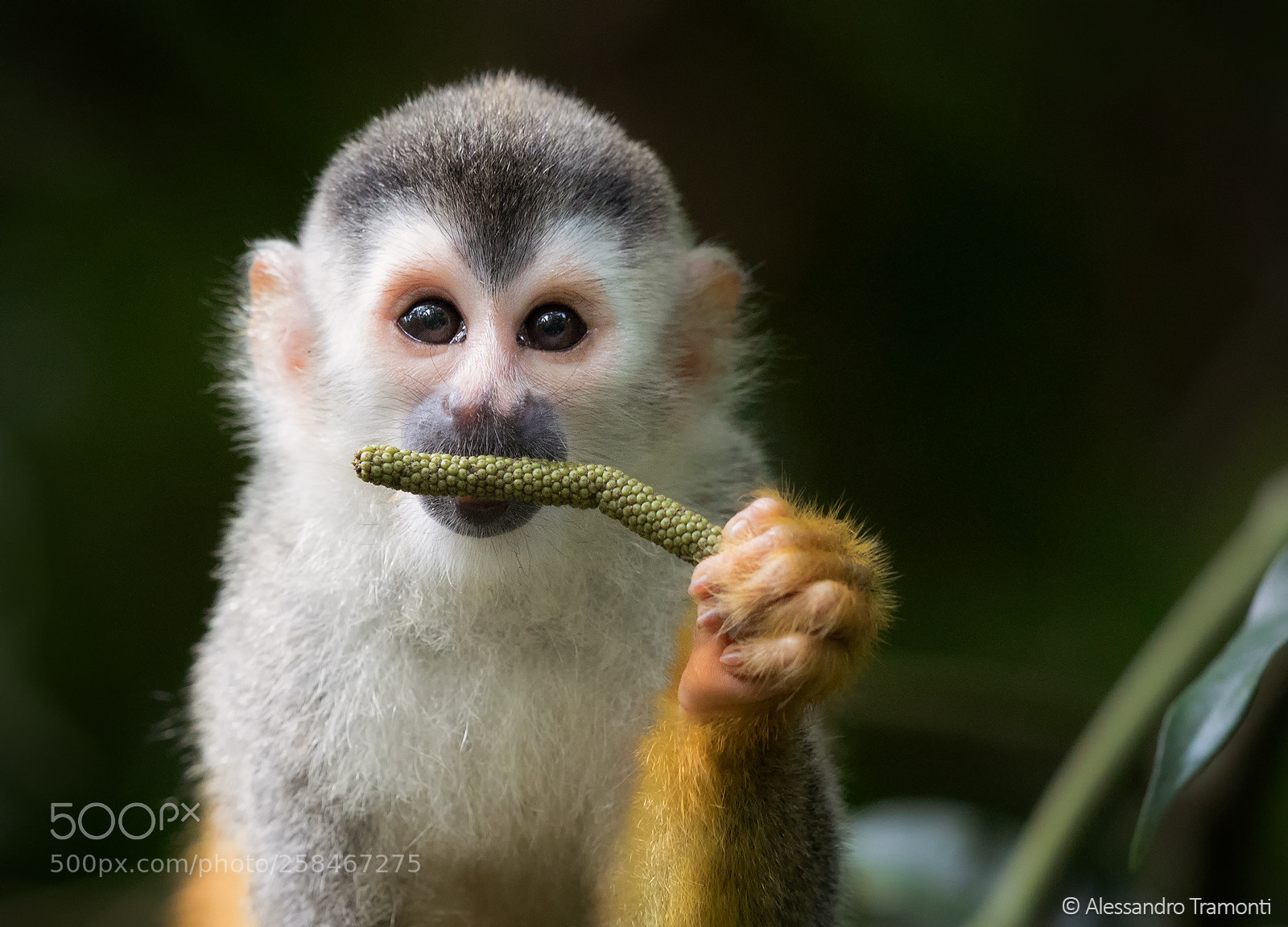 Canon EOS 5D Mark IV sample photo. Squirrel monkey photography