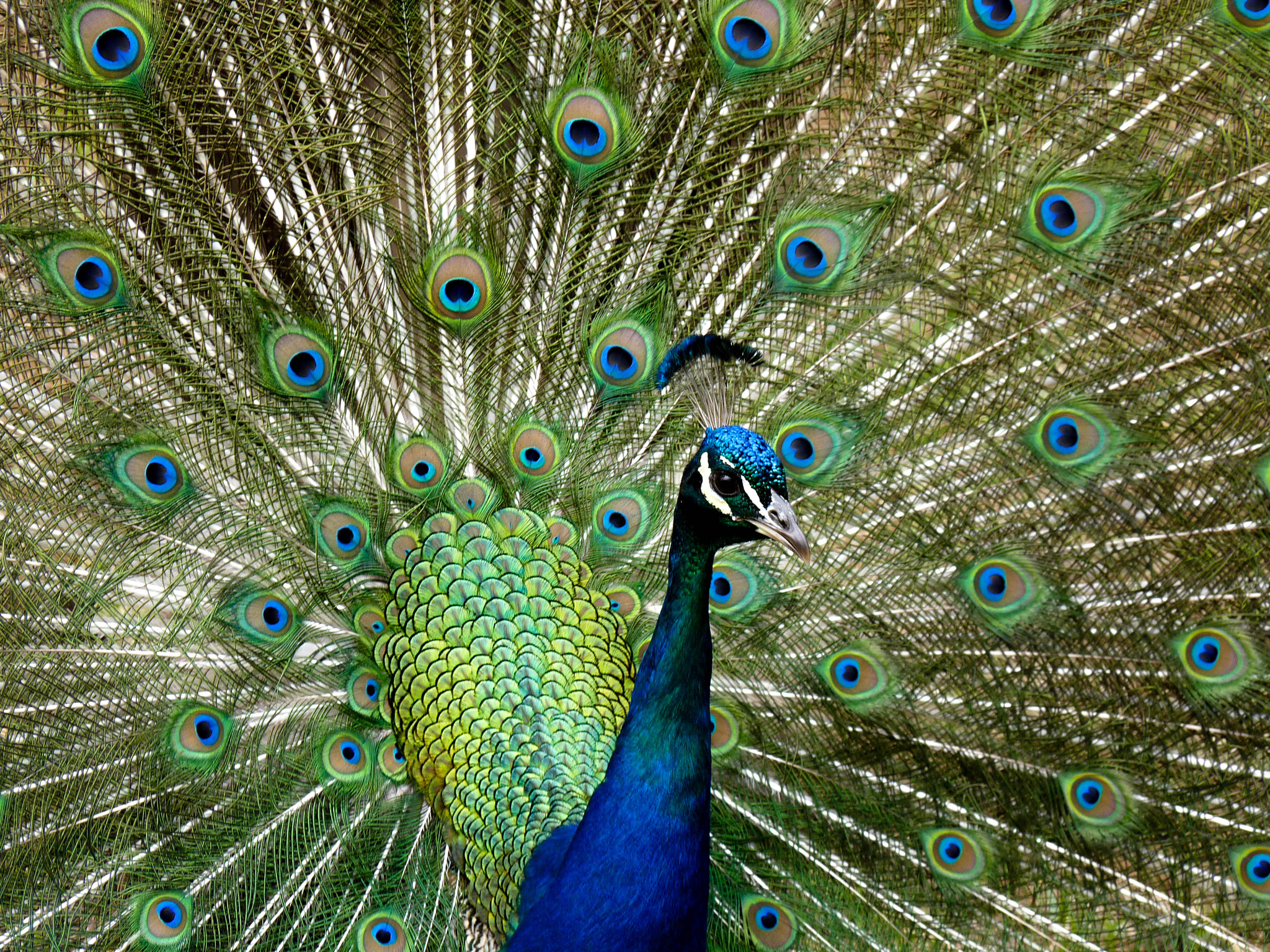 Panasonic Lumix DMC-FZ35 (Lumix DMC-FZ38) sample photo. Amazing peacock photography