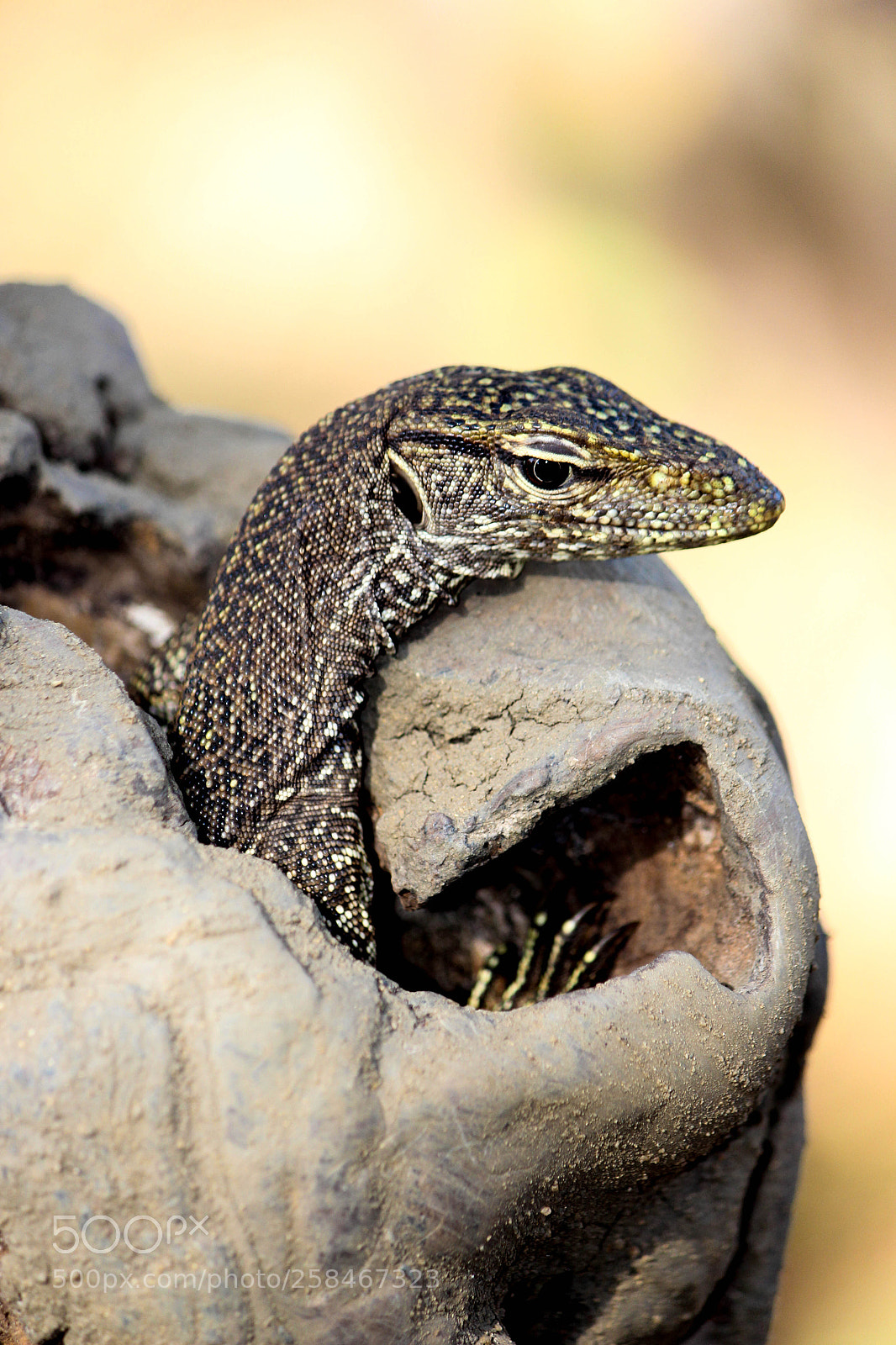 Canon EOS 650D (EOS Rebel T4i / EOS Kiss X6i) sample photo. Varanus bengalensis photography