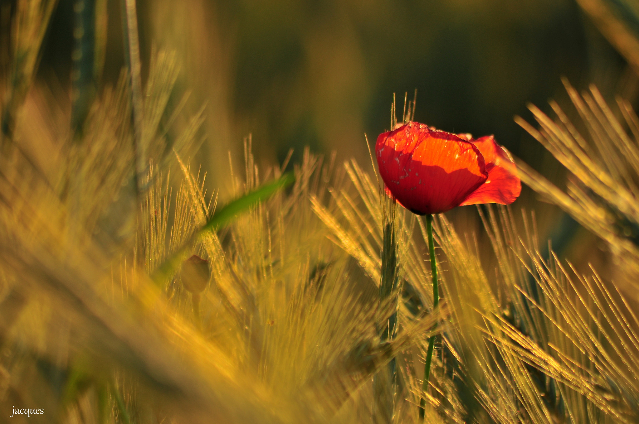 Nikon D300 sample photo. Poppy photography