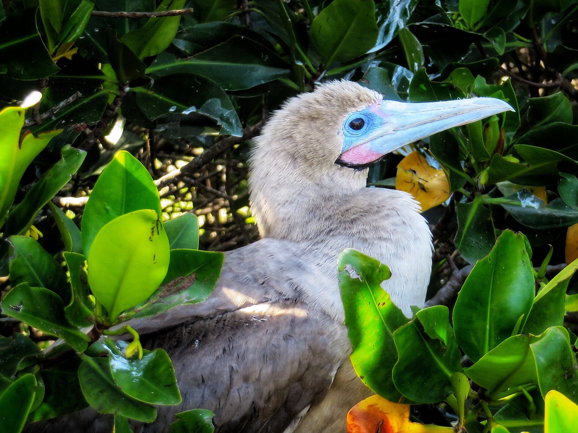 Canon PowerShot SX280 HS sample photo. Red-footed booby chick photography