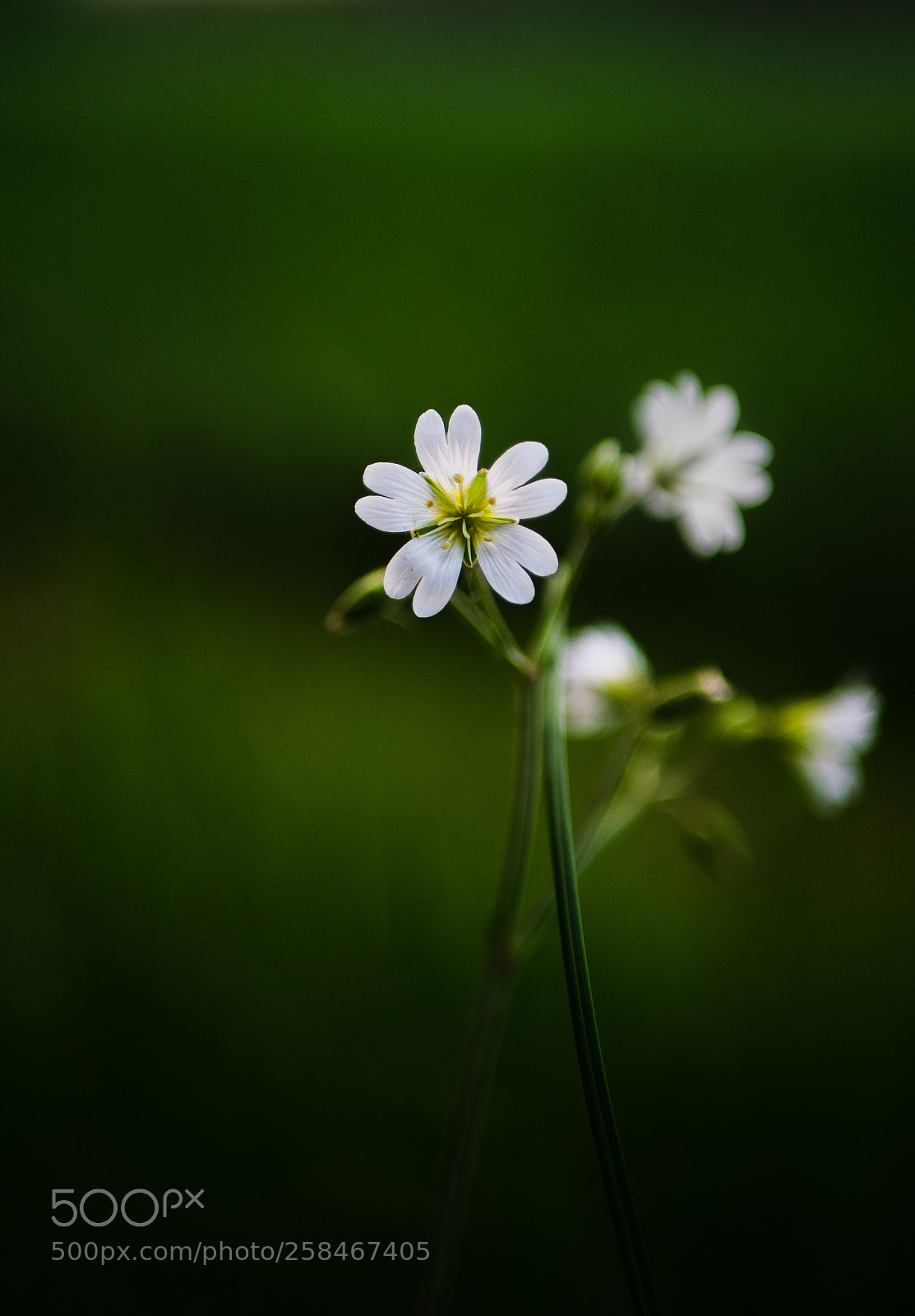 Panasonic Lumix DMC-G7 sample photo. White photography