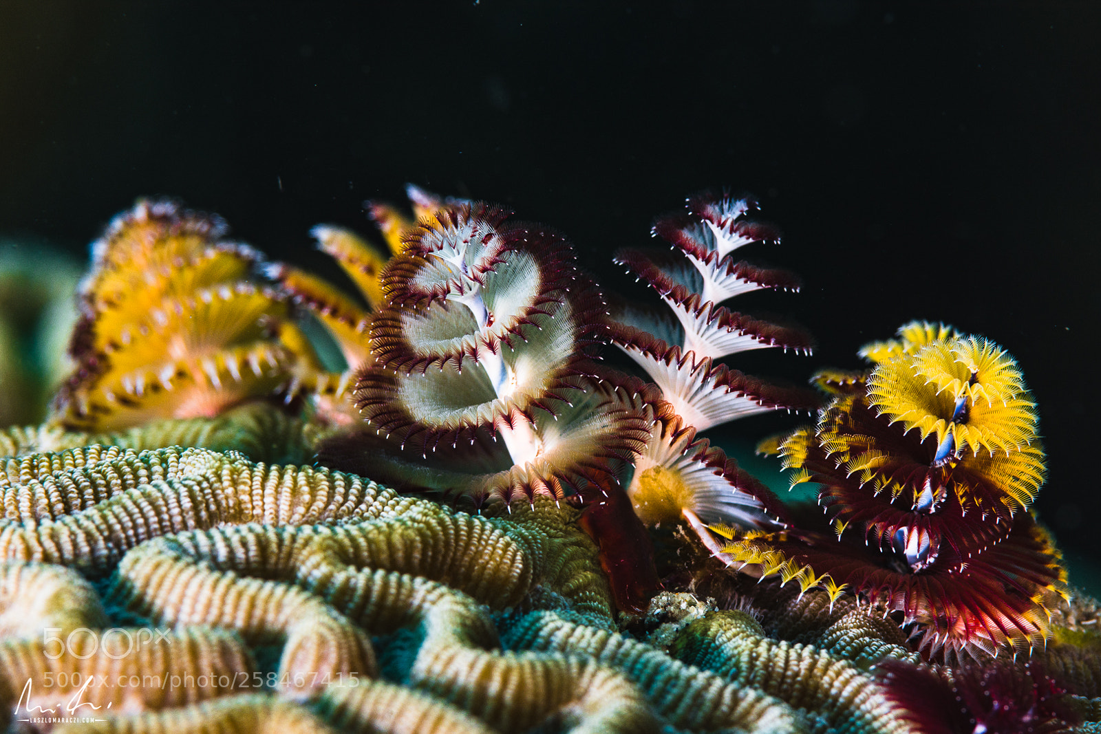 Nikon D7200 sample photo. Christmas tree worm photography