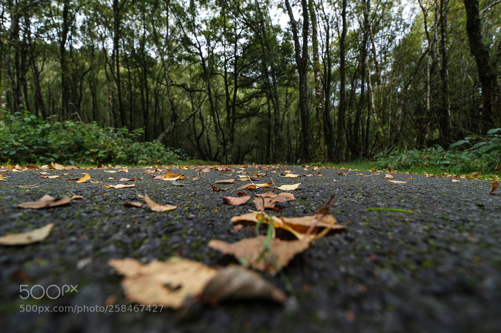 Canon EOS 100D (EOS Rebel SL1 / EOS Kiss X7) sample photo. Road to nowhere photography
