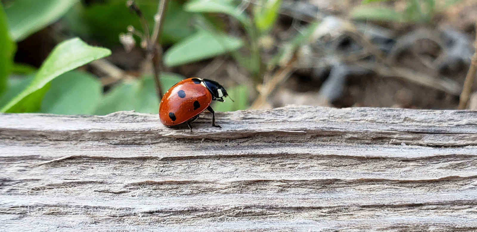 Samsung Galaxy S9+ sample photo. Untitled photography