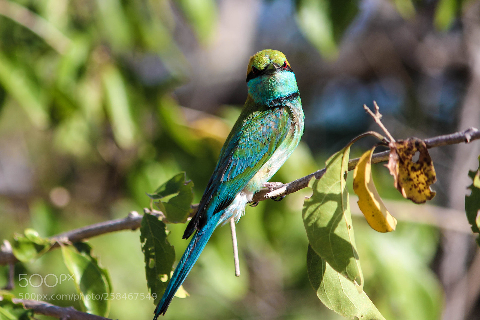 Canon EOS 650D (EOS Rebel T4i / EOS Kiss X6i) sample photo. Bee-eater photography