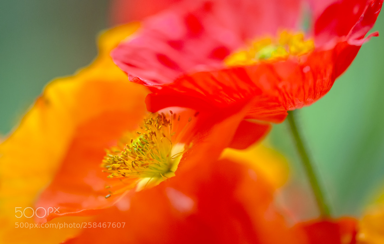 Nikon D800 sample photo. Some more poppies photography