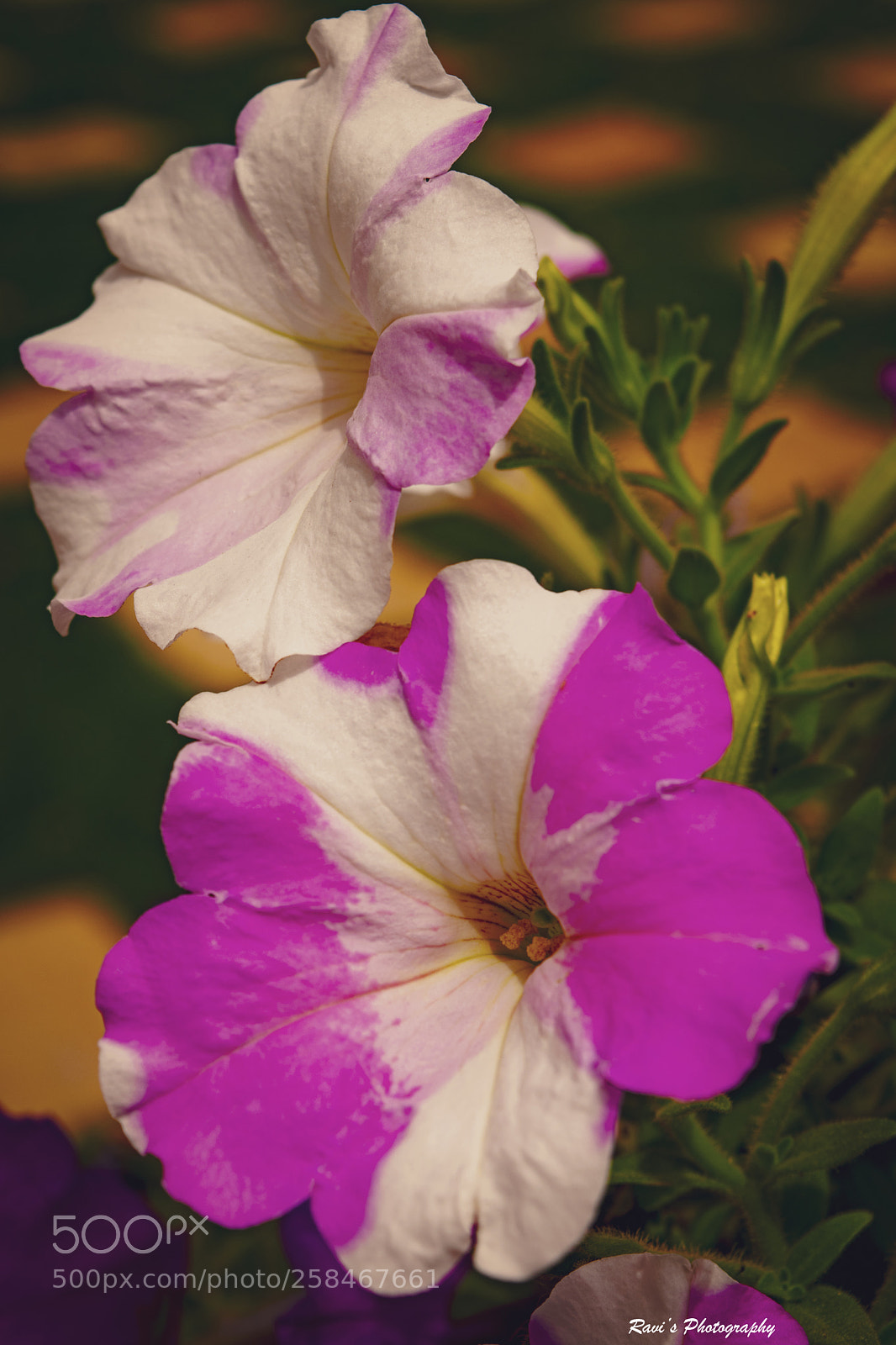 Nikon D5300 sample photo. Flowers photography