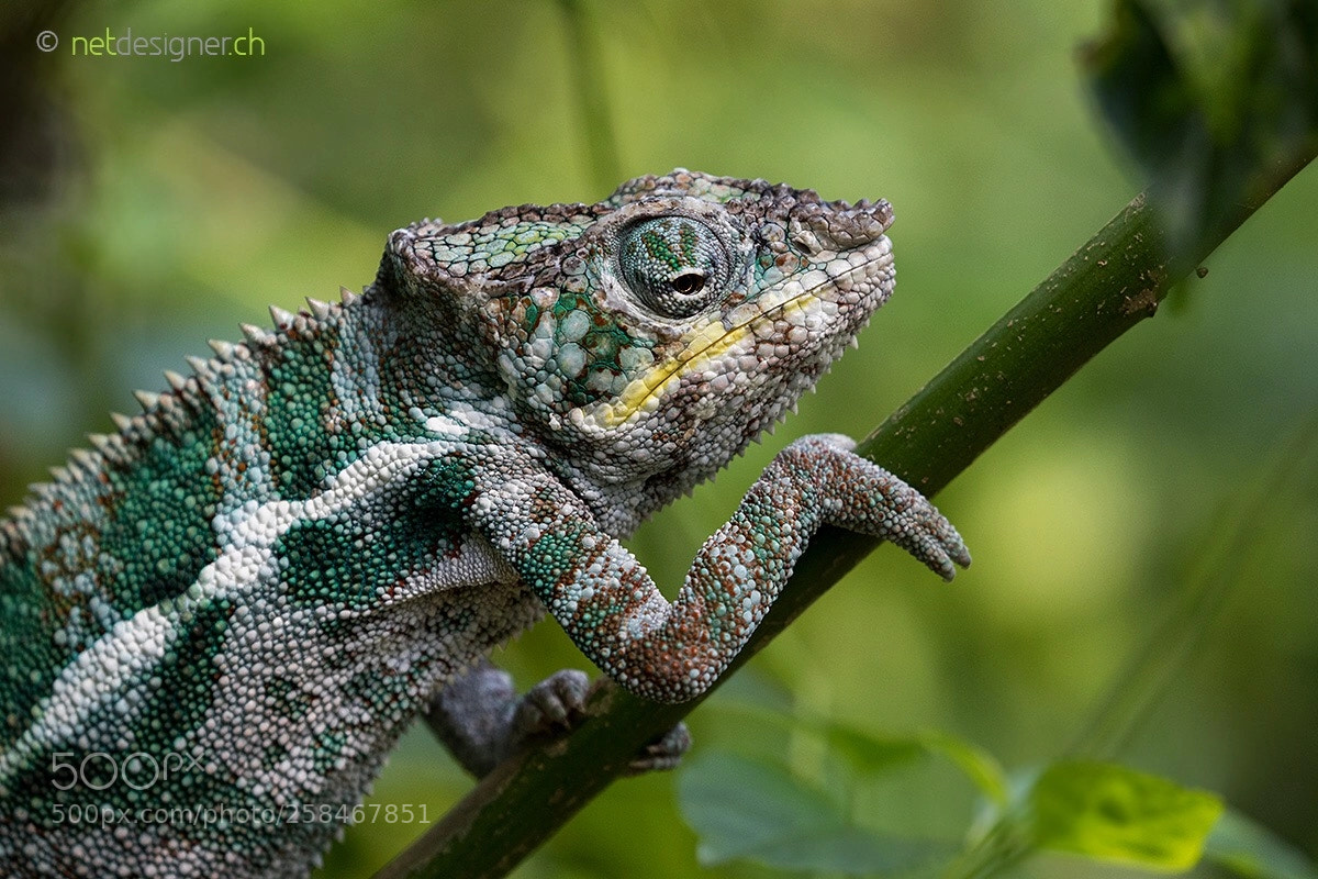 Canon EOS 5D Mark IV sample photo. Panther chameleon photography