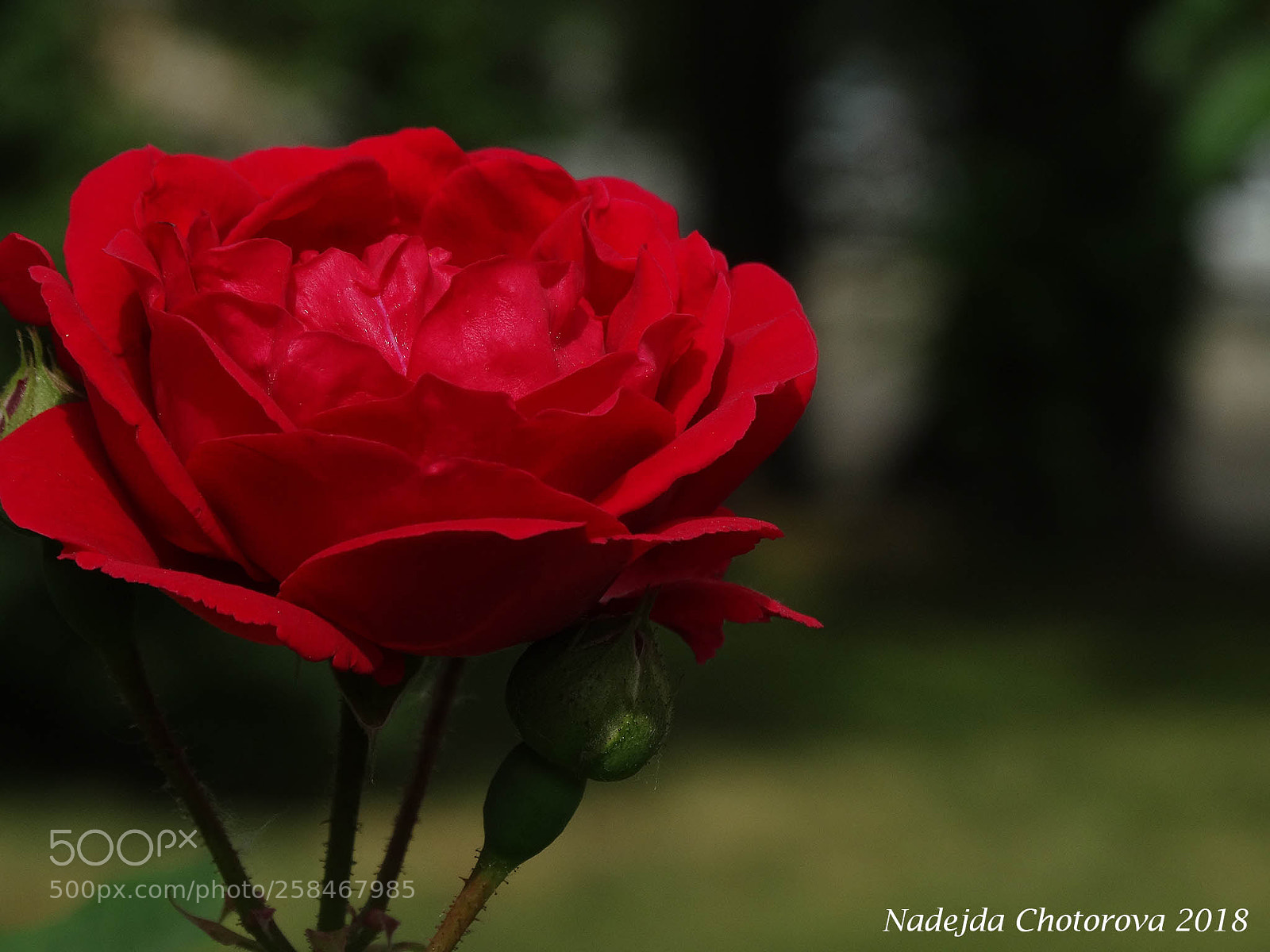 Sony Cyber-shot DSC-HX300 sample photo. Bulgaria country of roses photography