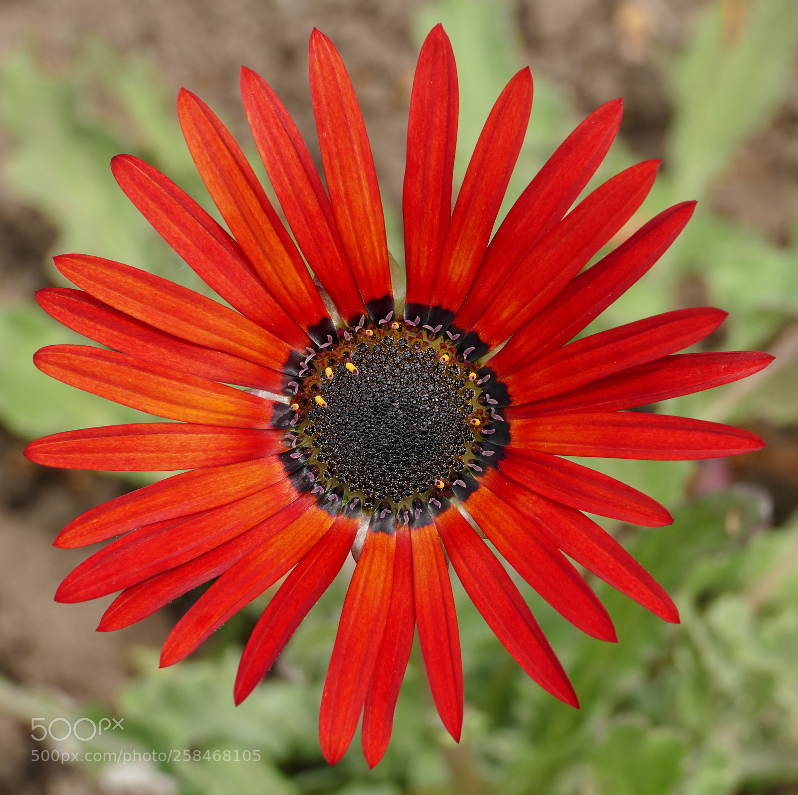 Panasonic Lumix DMC-FZ1000 sample photo. Red flower with a photography