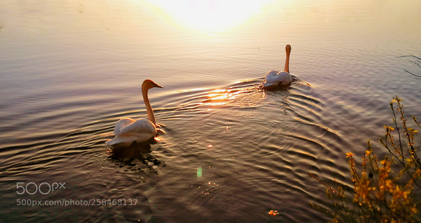 HUAWEI P10 sample photo. Golden pond photography