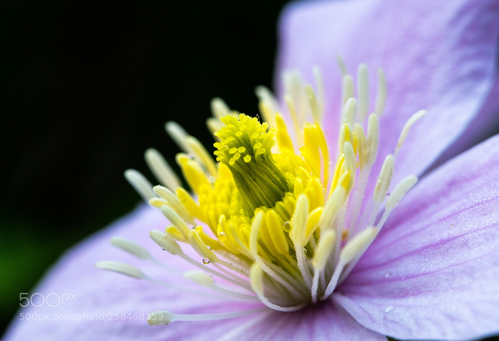 Sony a7 III sample photo. Flower at day break photography