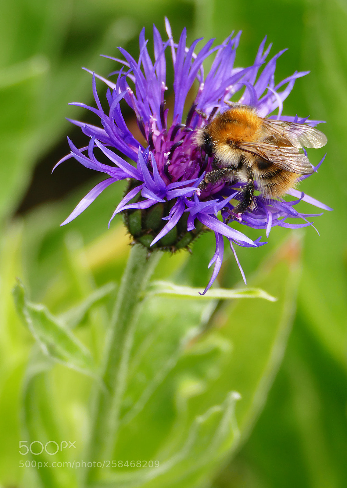 Panasonic Lumix DMC-FZ1000 sample photo. Bee on purple flower photography