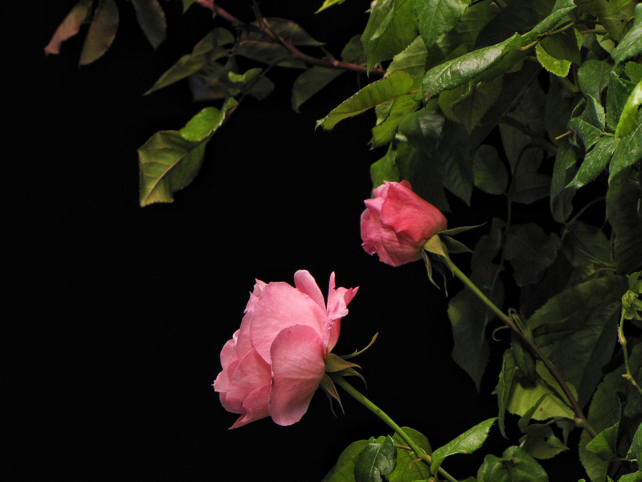 Canon PowerShot SX1 IS sample photo. Pink  roses photography