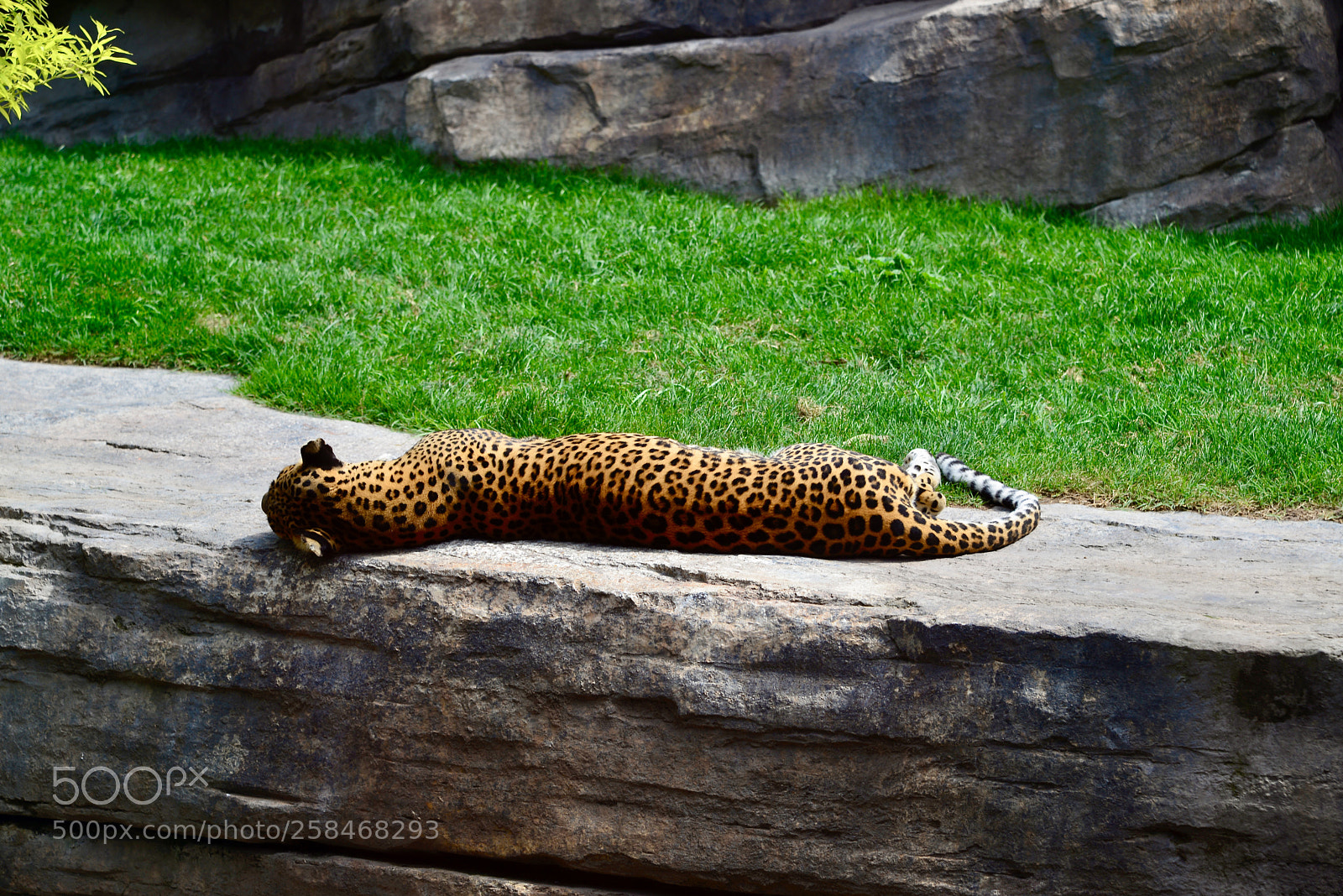 Nikon D610 sample photo. Kitty (not necessarily) hello photography