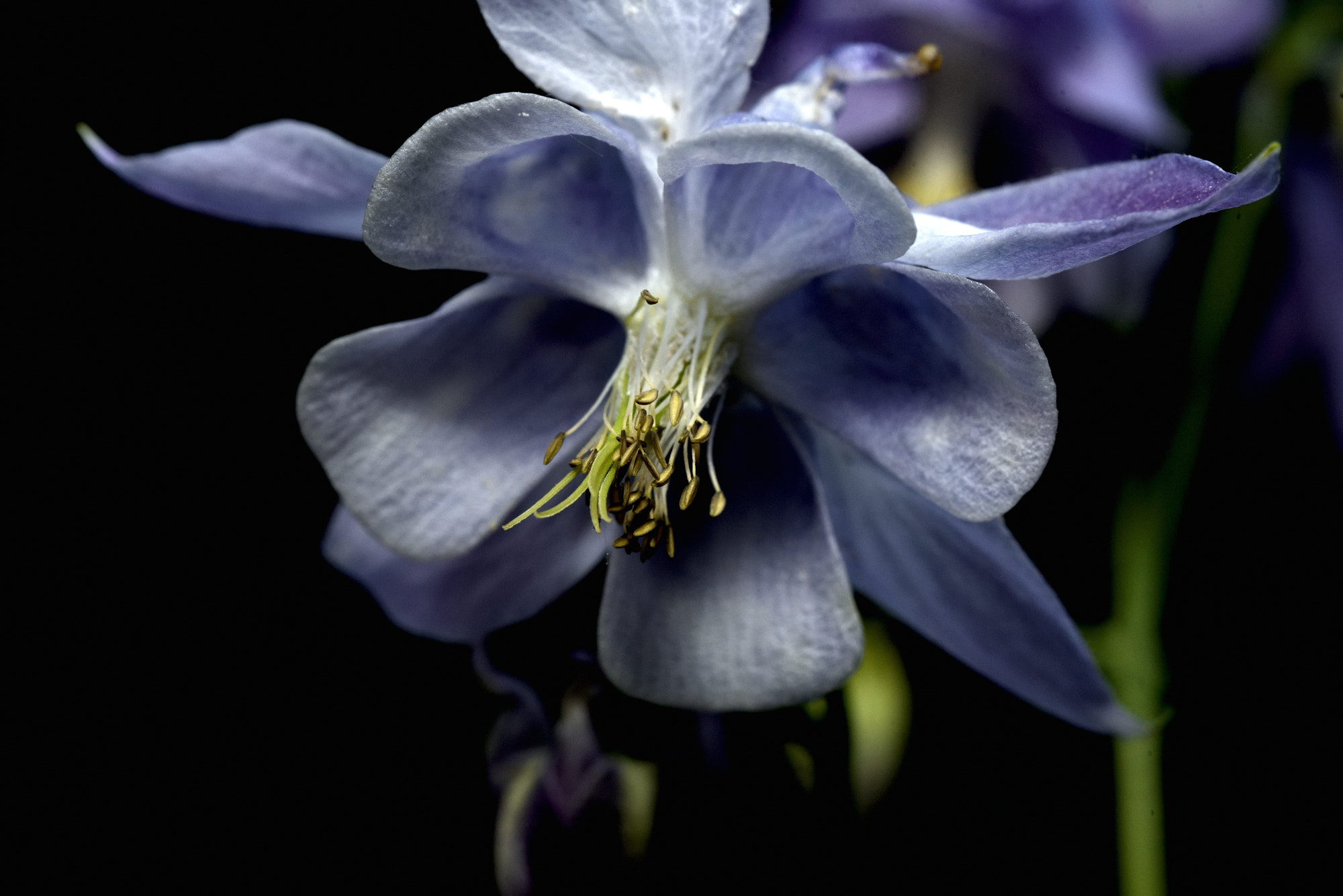 Nikon D750 sample photo. Flower photography