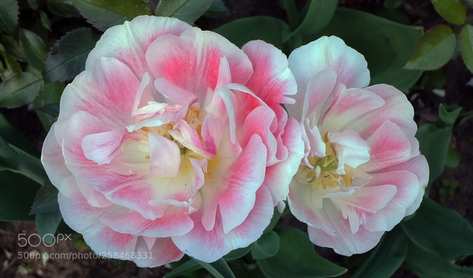 Fujifilm X-M1 sample photo. Tulip photography