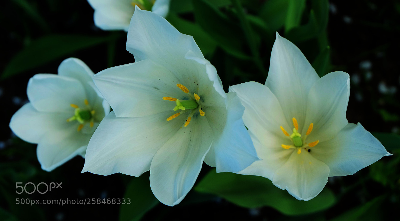 Fujifilm X-M1 sample photo. Tulip photography