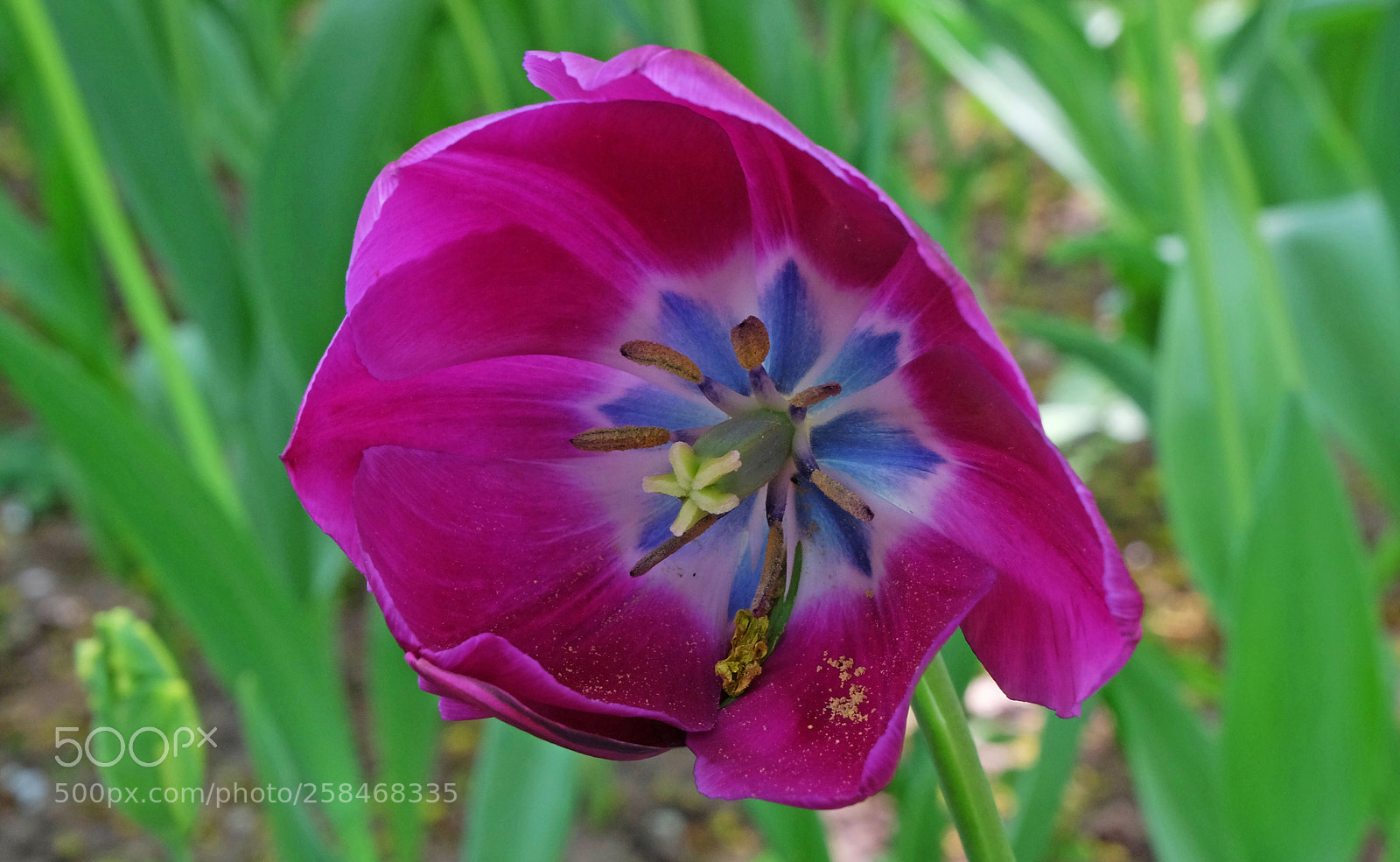 Fujifilm X-M1 sample photo. Tulip photography