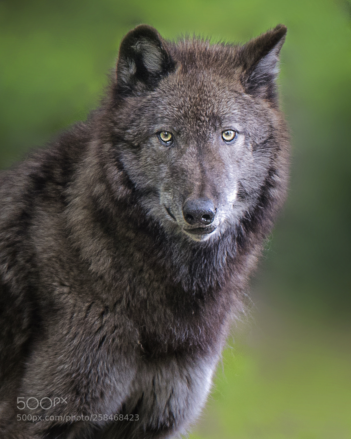 Nikon D810 sample photo. The curious wolf photography