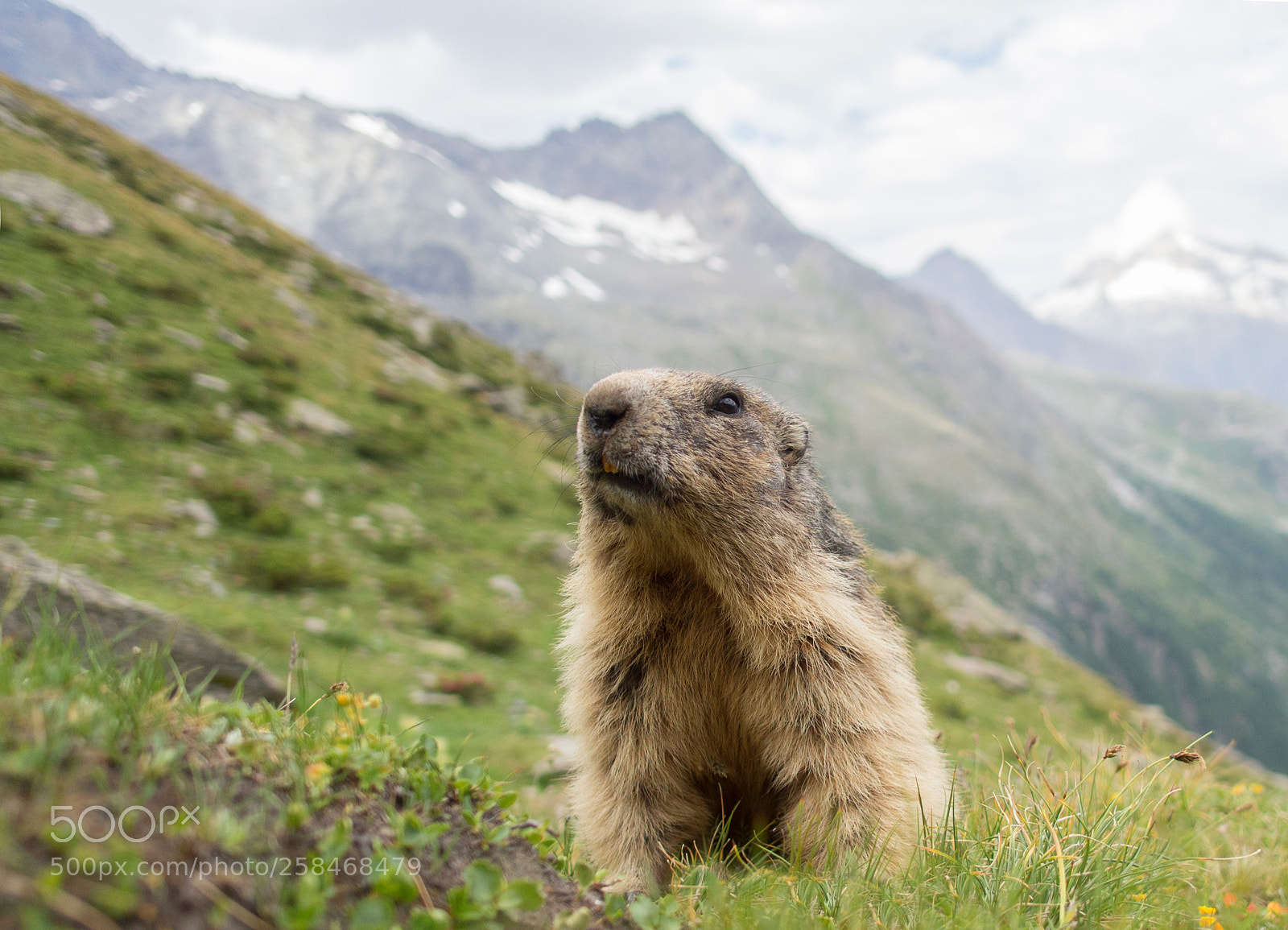 Olympus OM-D E-M10 sample photo. The marmot king photography