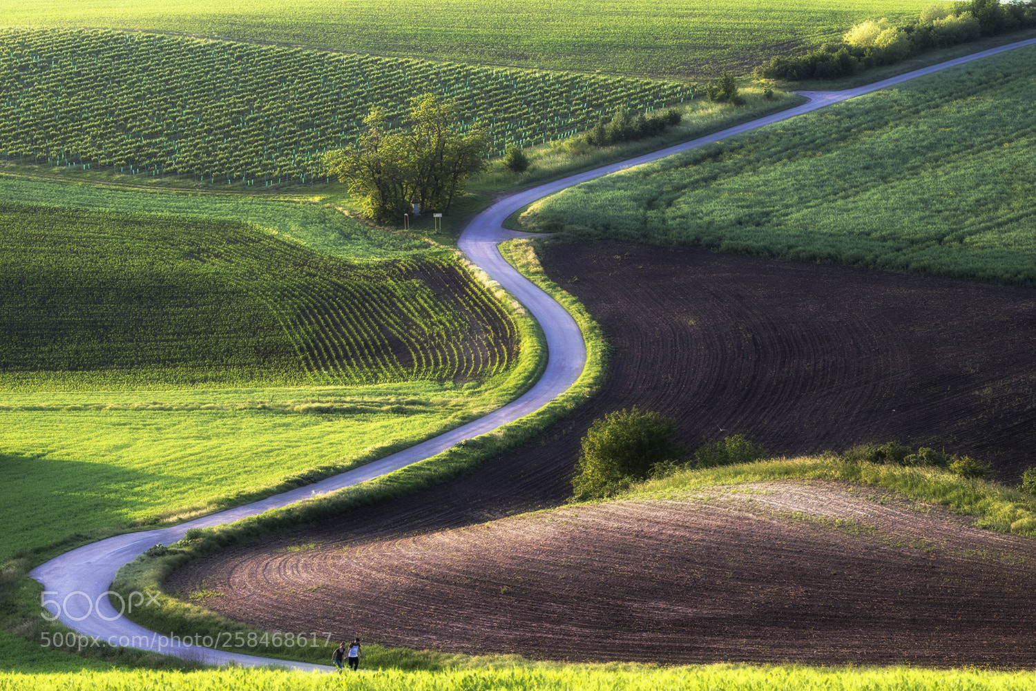 Nikon D610 sample photo. S-road photography