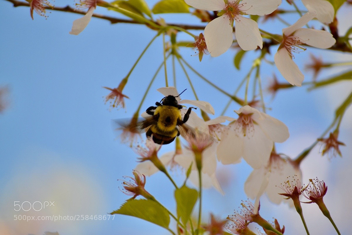 Nikon D3100 sample photo. Untitled photography
