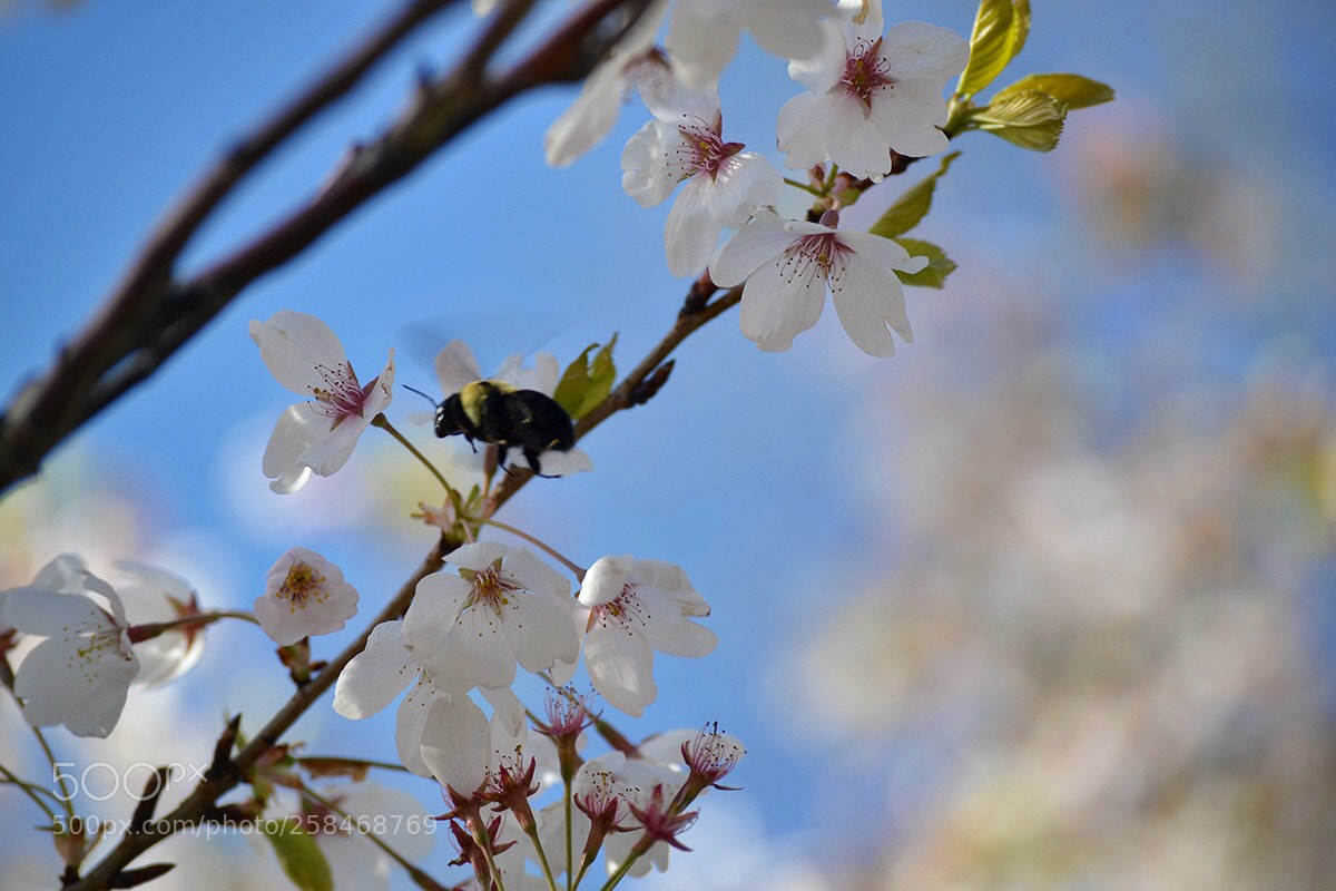 Nikon D3100 sample photo. Untitled photography