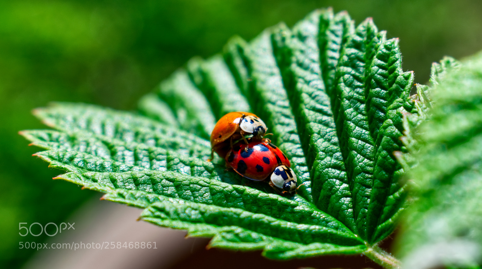 Nikon D5300 sample photo. Love is in the photography