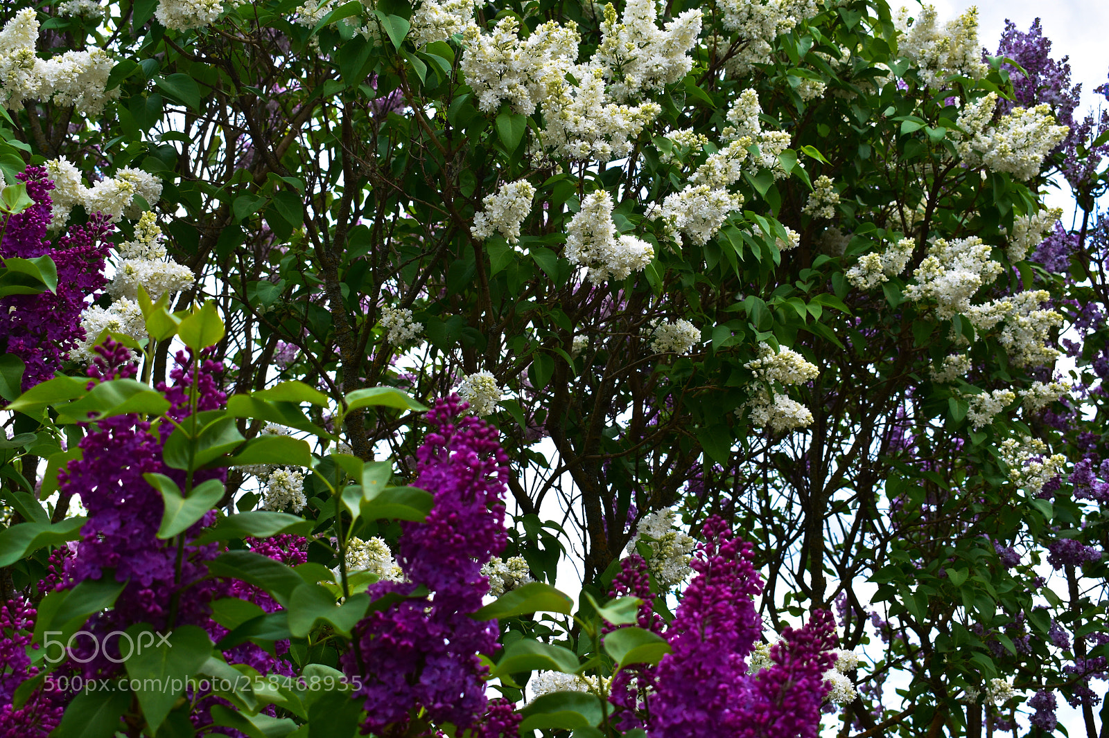 Nikon D3400 sample photo. Lilac bushes photography