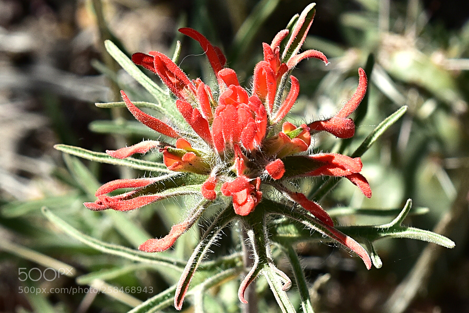 Nikon D810 sample photo. Indian paintbrush photography