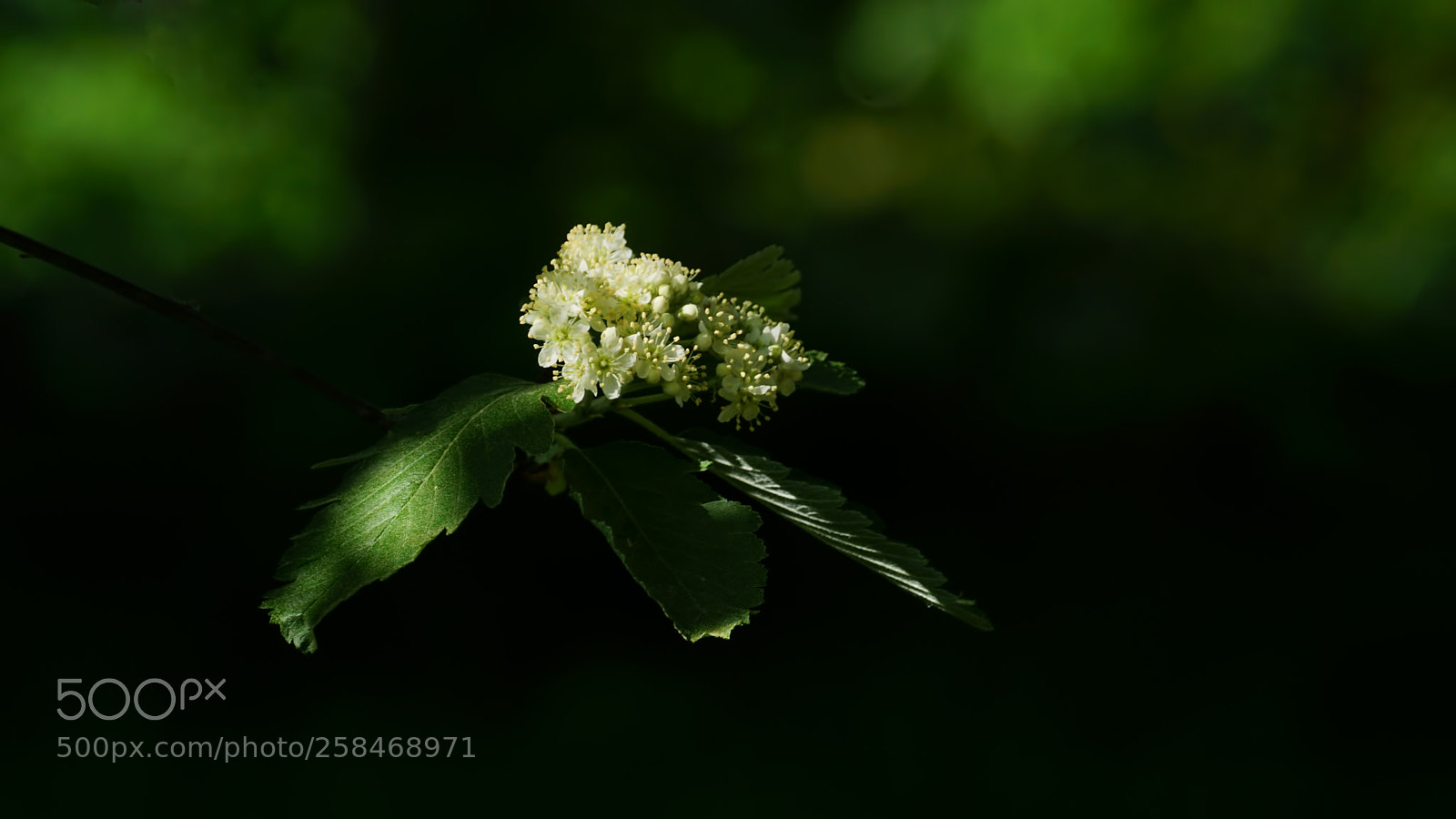 Sony ILCA-77M2 sample photo. Natur photography