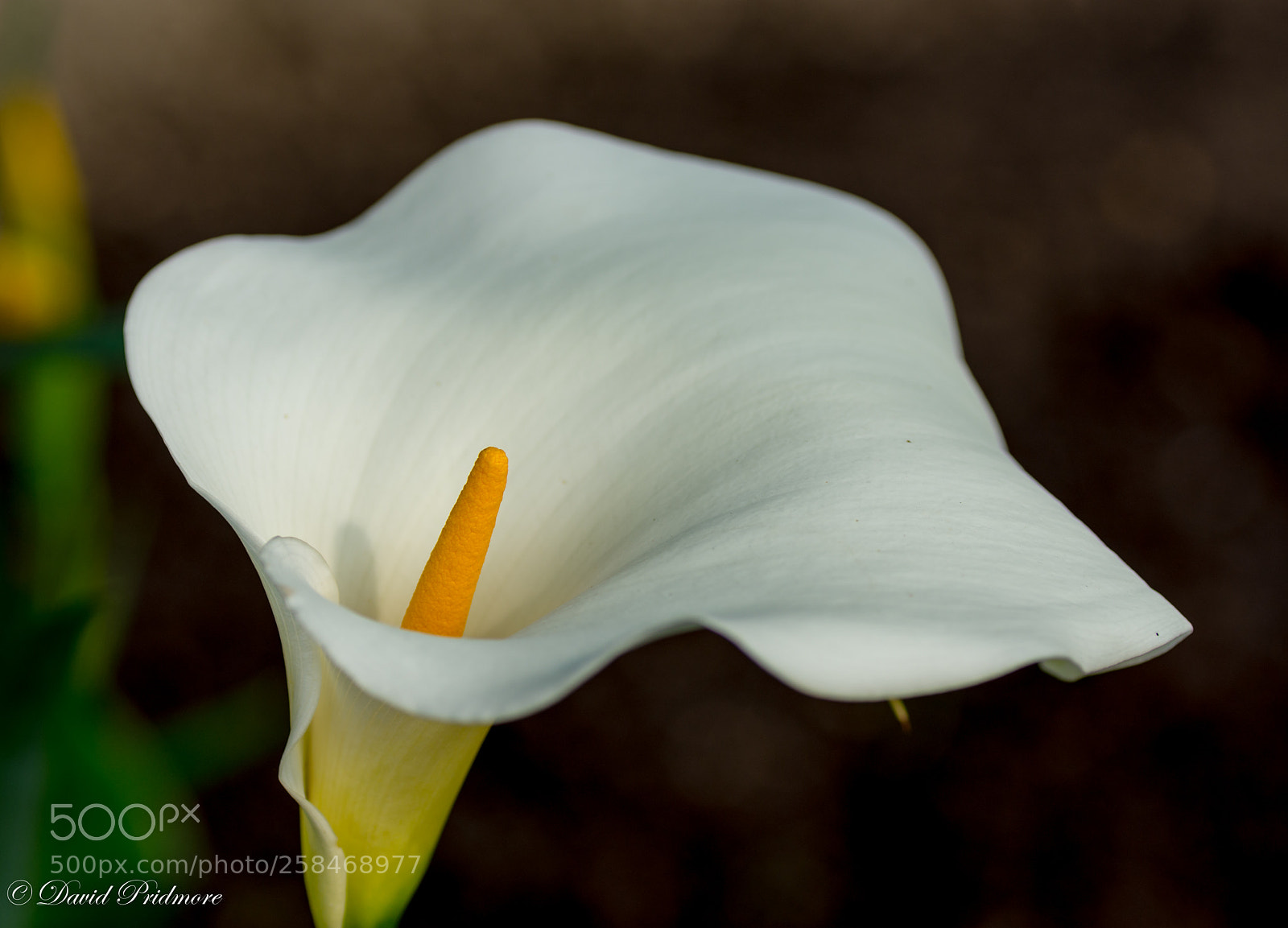 Nikon D7200 sample photo. Flower photography