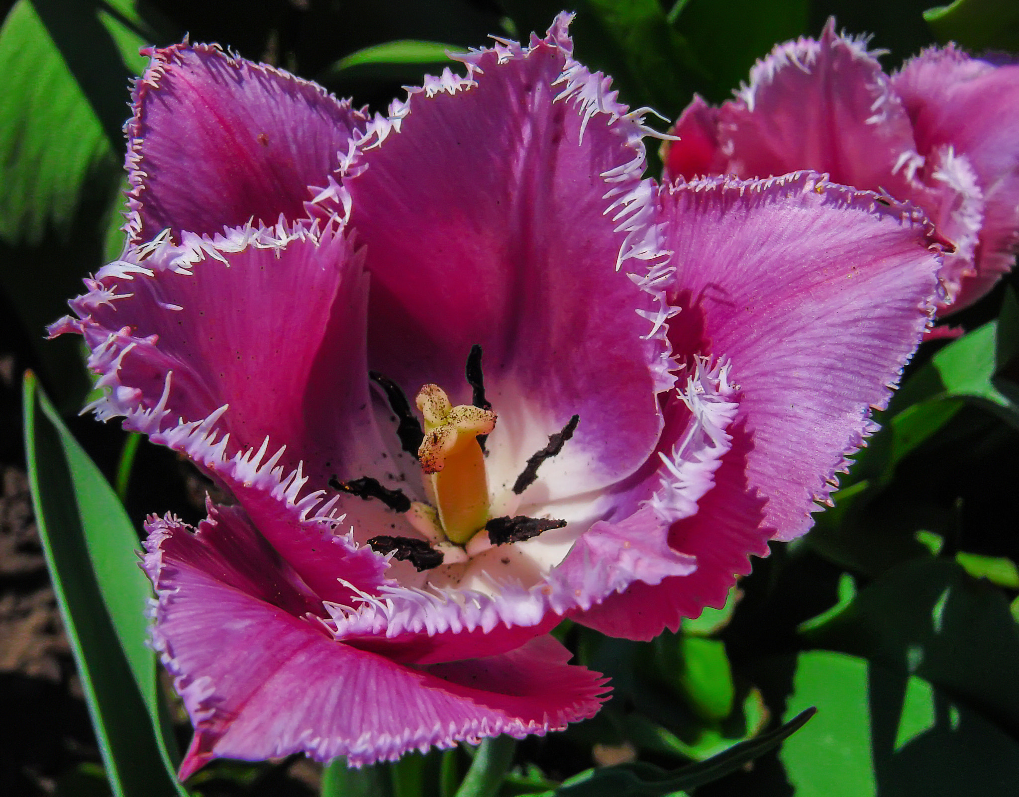 Sony DSC-H5 sample photo. Tulip photography