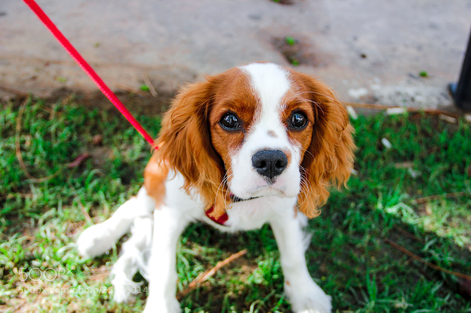 Canon EOS 550D (EOS Rebel T2i / EOS Kiss X4) sample photo. Adorable puppy photography