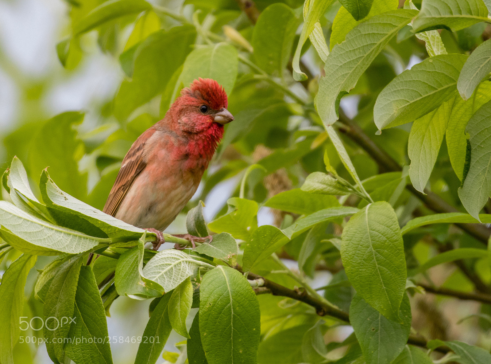 Canon EOS 80D sample photo. The common rosefinch carpodacus photography