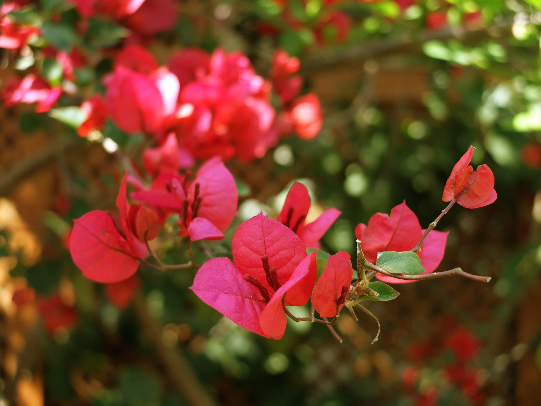 Fujifilm X20 sample photo. Flowers photography