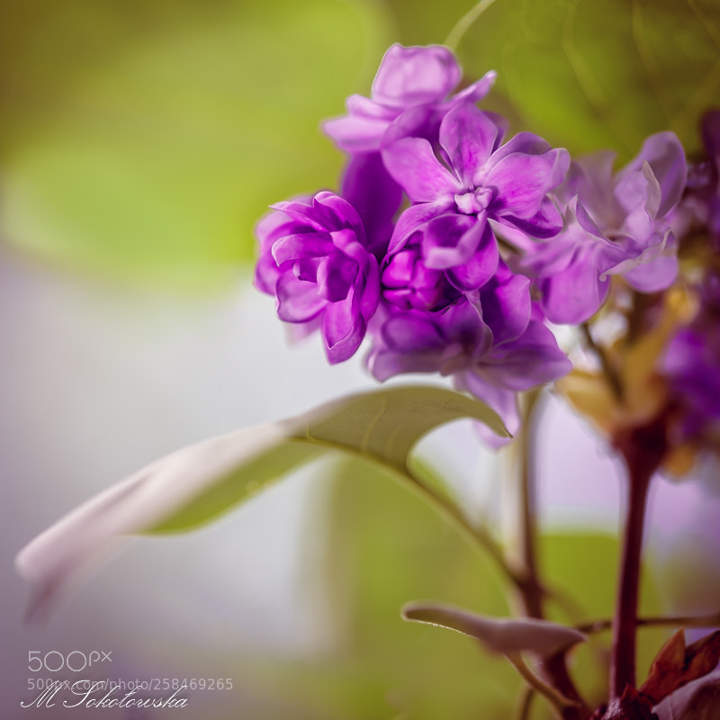 Nikon D750 sample photo. Sigma photography