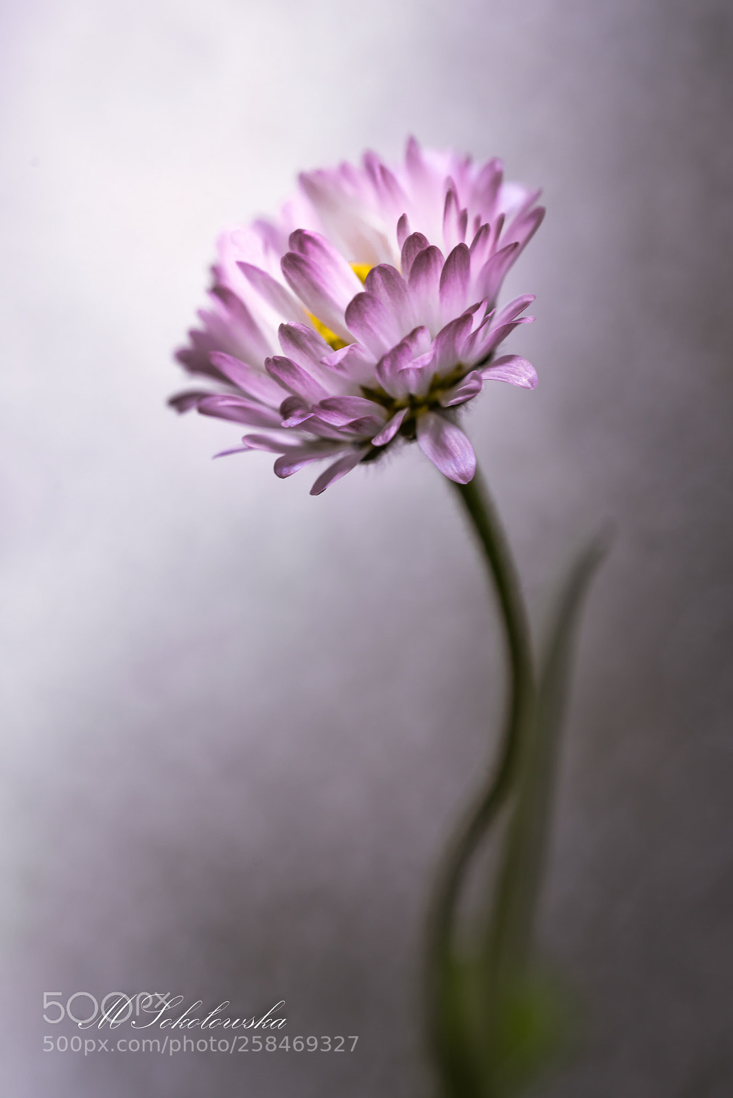 Nikon D750 sample photo. Sigma photography