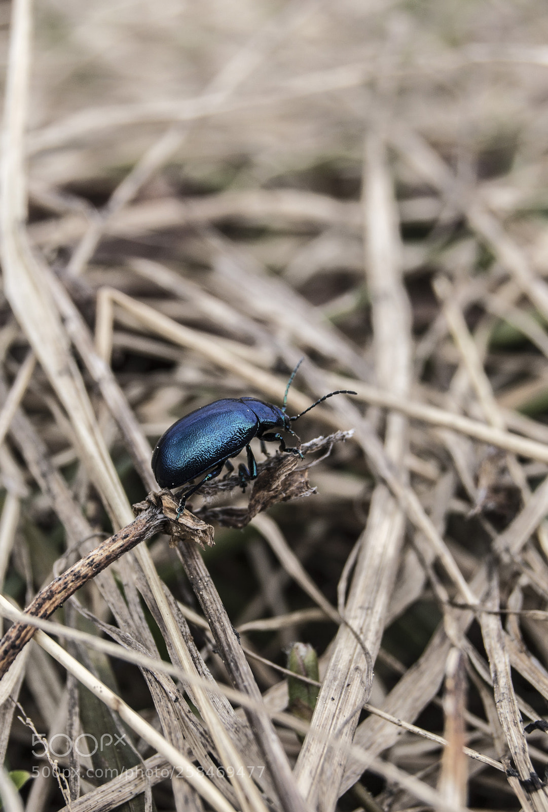 Nikon D3200 sample photo. Blue guy photography